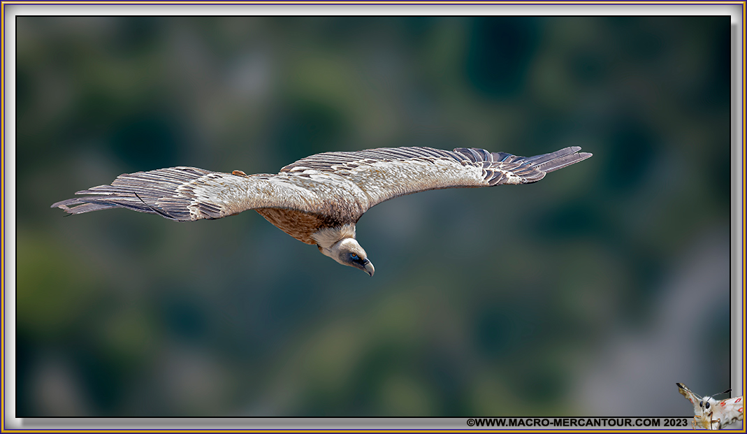 Vautour Fauve